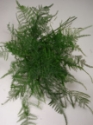 PLUMOSA-REGULAR GROWER BUNCH 